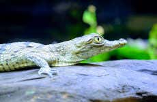 Excursión al Parque Vivarium del Caribe