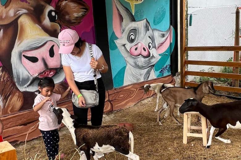 Visitando a los animales