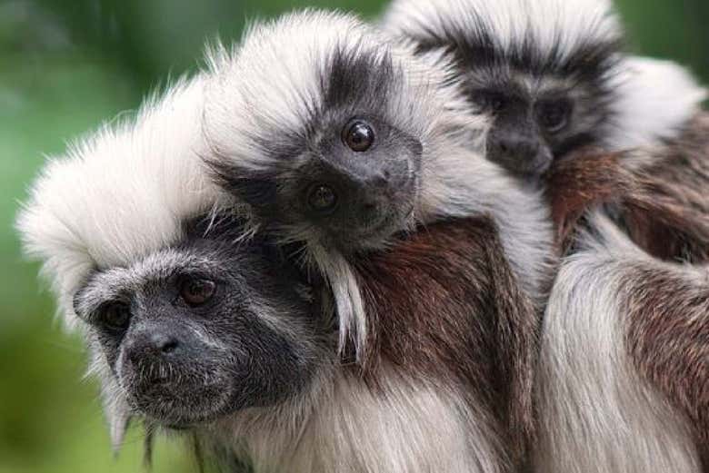 Meet some friendly animals!