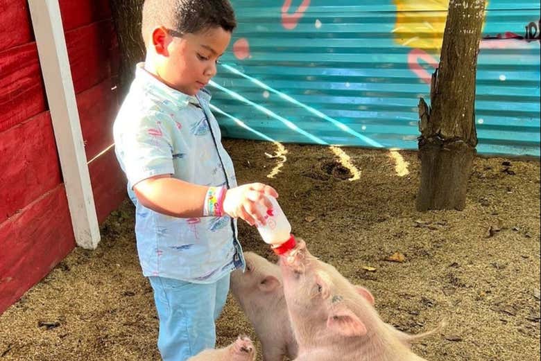 Alimentando a un cerdito