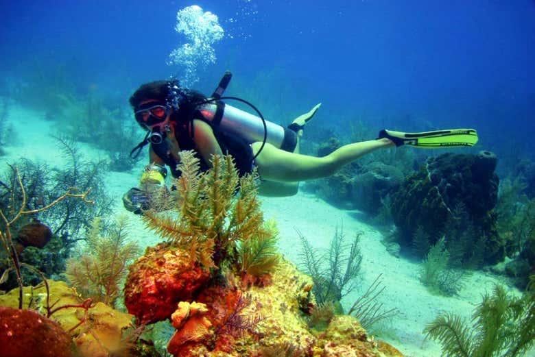 Scuba diving in Cartagena