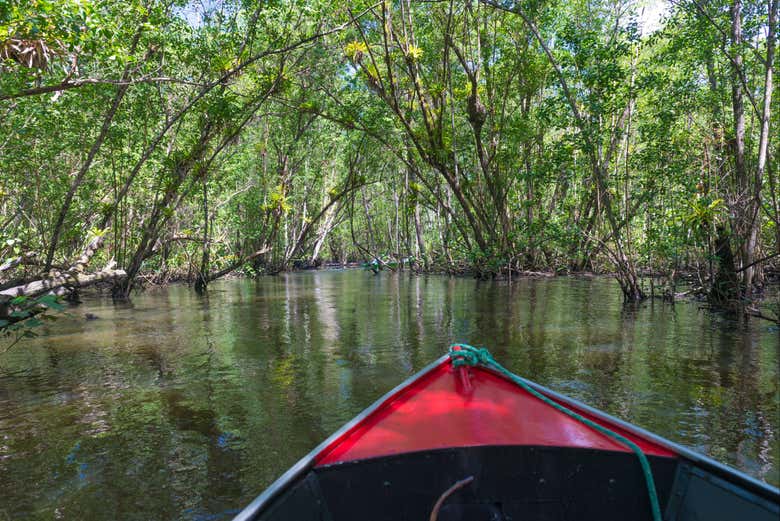 Navegando en canoa entre manglares