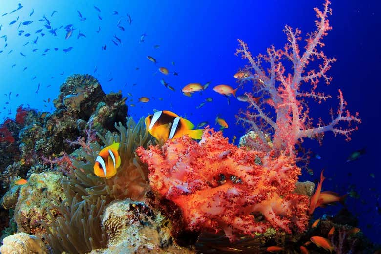 Il fondale marino della Penisola di Barú