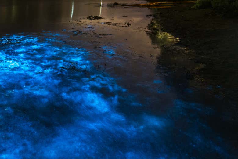Podréis bañaros en el plancton bioluminiscente