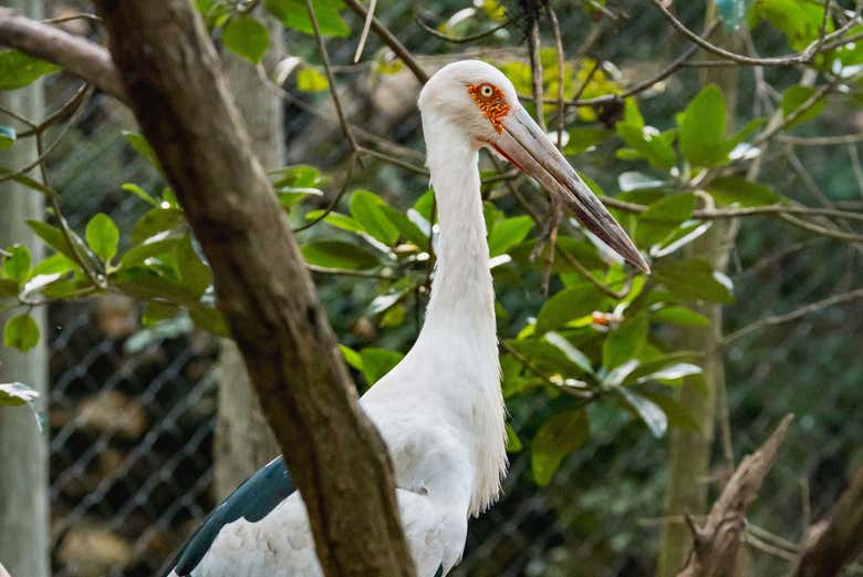 Una de las aves en el aviario