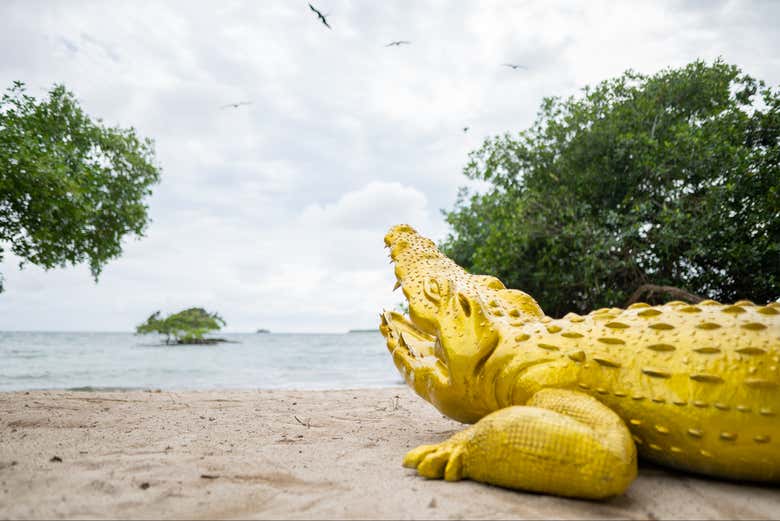 Un cocodrilo dorado en la orilla de Pao Pao Beach