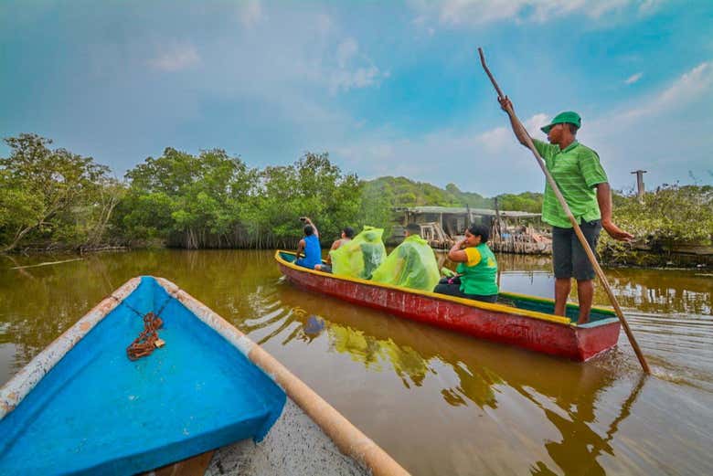 Découvrez tous les secrets de la mangrove