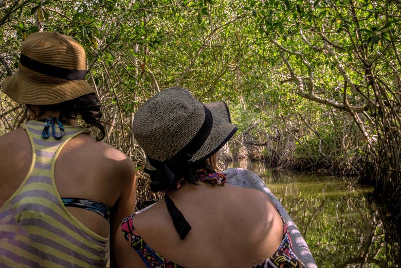 Contemplando los manglares de Cartagena