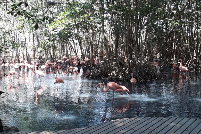 Isla de los flamencos 