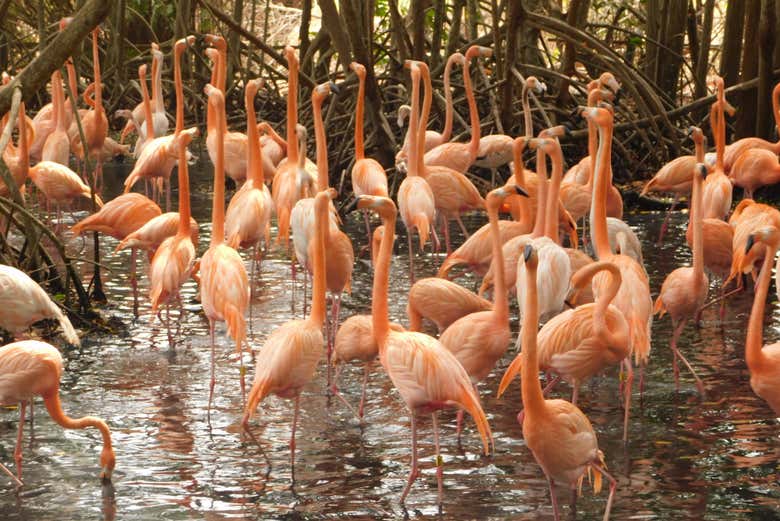 Flamingo lake
