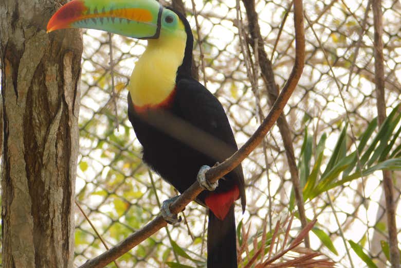 Tucan