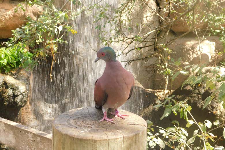 Birds we'll see on the tour