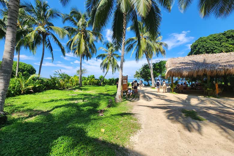 Admire the lush jungle vegetation