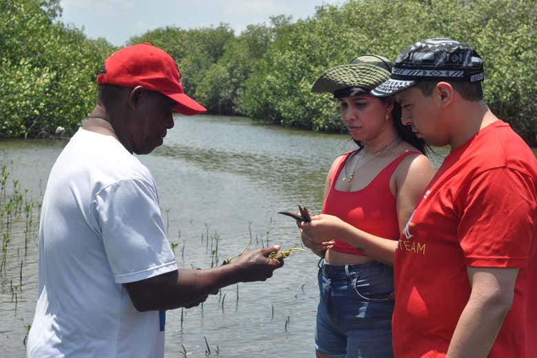 Learning about mangrove eco restoration