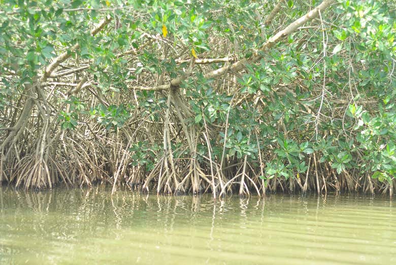 Sail among the mangroves