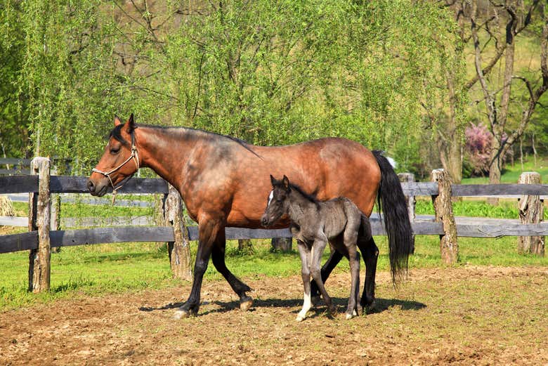 Paraíso dos Cavalos Fazenda – Apps no Google Play