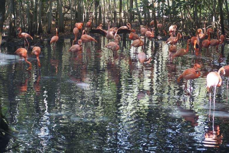 Flamingos no Aviário Nacional da Colômbia
