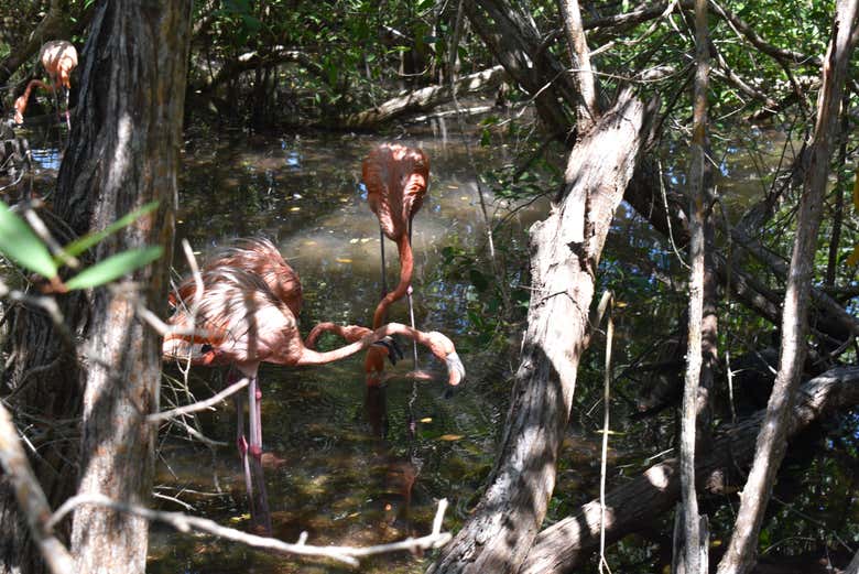 Um casal de flamingos