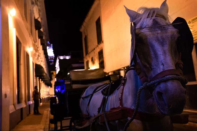 Uma foto em primeiro plano de um cavalo