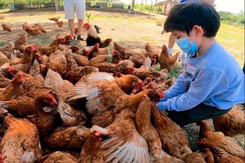 Visitando a las gallinas