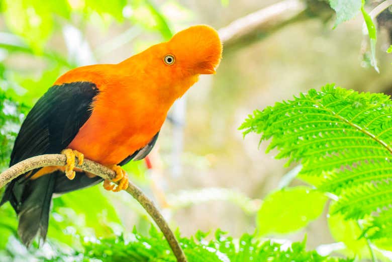 Galo-da-serra-andino da Colômbia