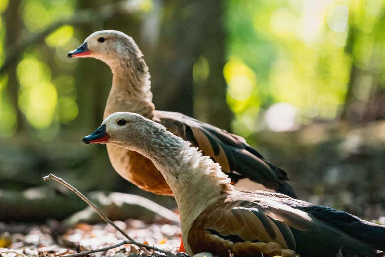 Dos gansos de monte en el aviario