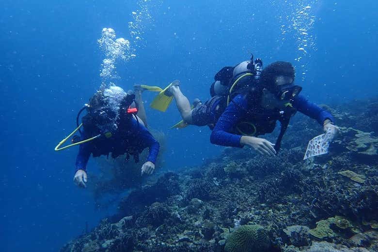 A pair diving in Baru