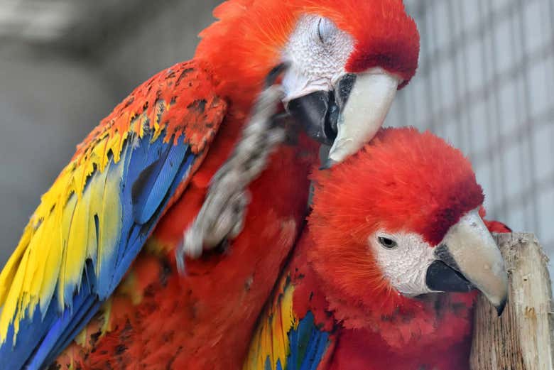 Casal de araras no Aviário Nacional 