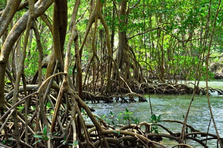 Entrez dans la mangrove
