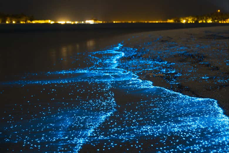 Plancton bioluminiscente en Barú