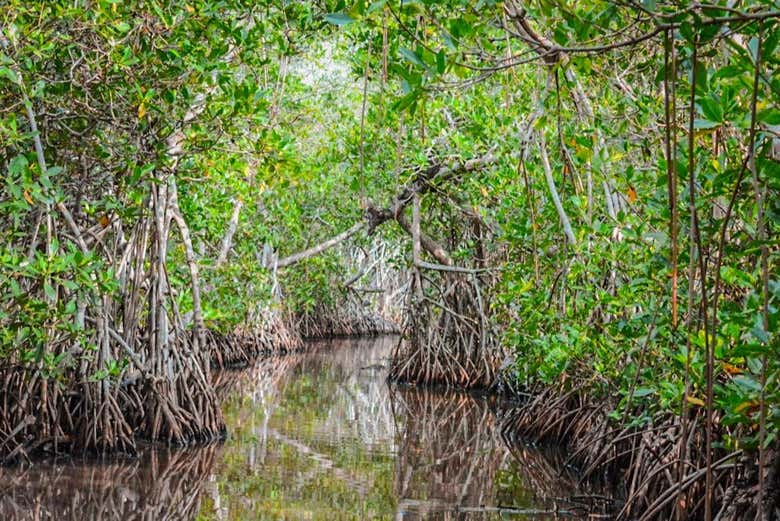 Entrez dans la mangrove