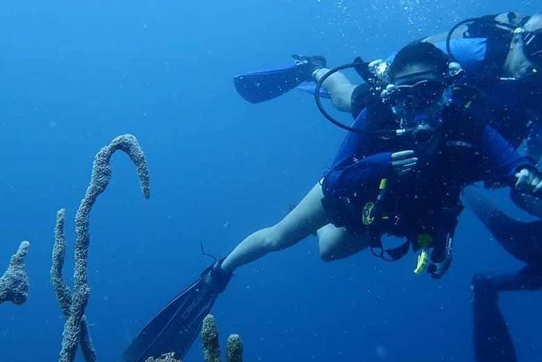 Identifying marine flora and fauna species