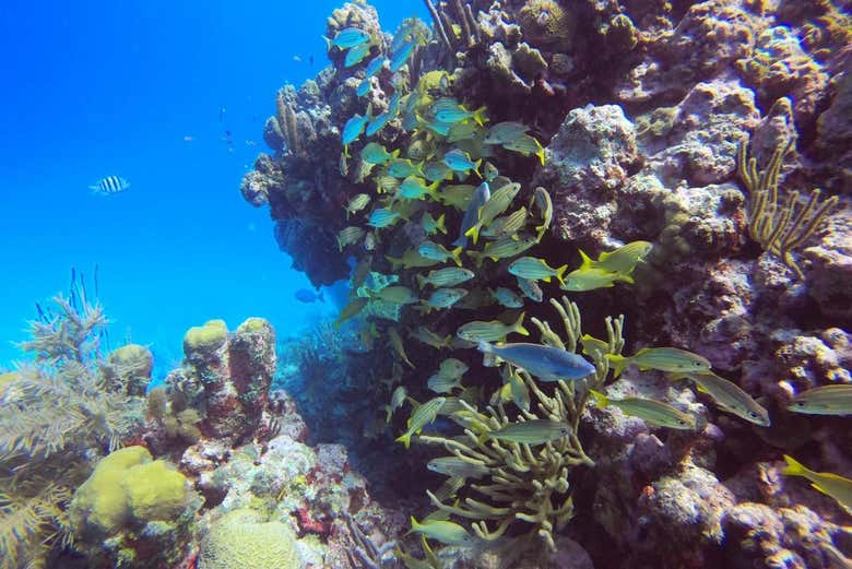 Osservando un banco di pesci