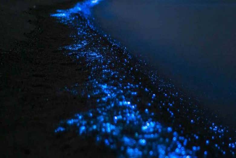 Você vai ficar maravilhado com o plâncton luminescente!