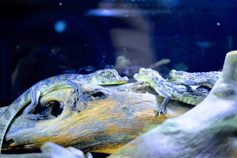 Reptiles in the Vivarium del Caribe Park