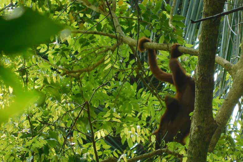 Avvistando una scimmietta di Tayrona