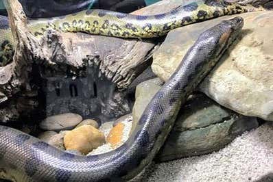 En el Viviarium veremos reptiles y anfibios