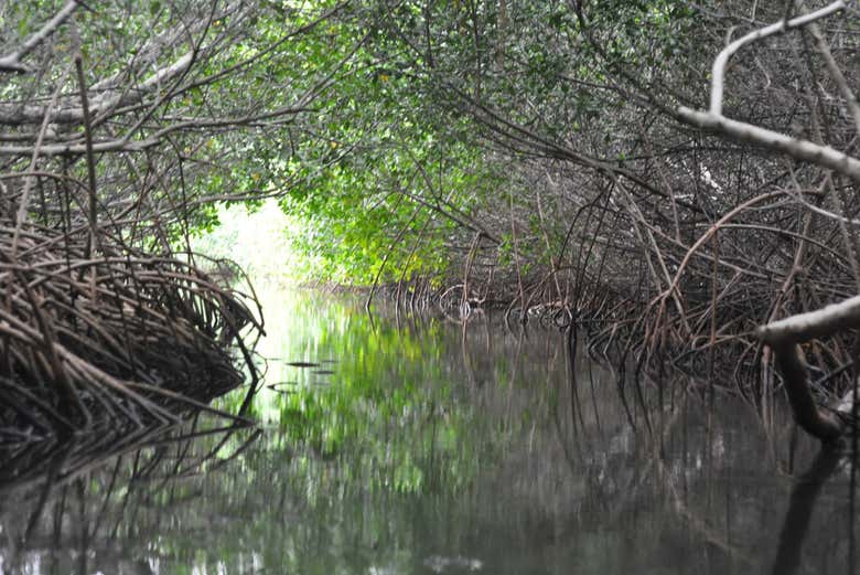 Reserva de manguezais em Isla Grande
