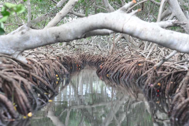 Manguezais em Ilha Grande