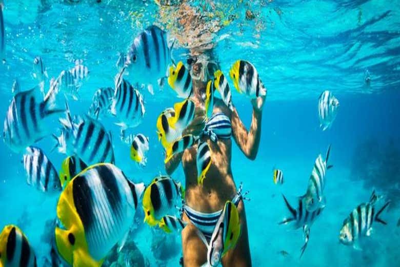 A vida marinha de Cartagena