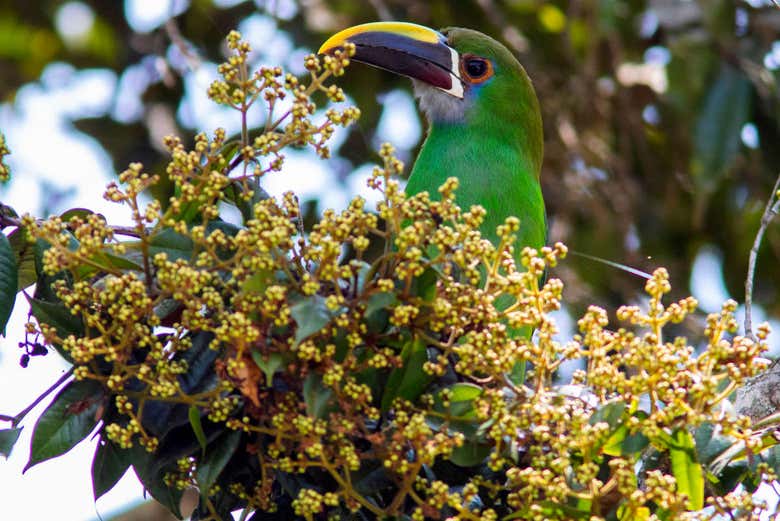 Tucano verde de Cartagena