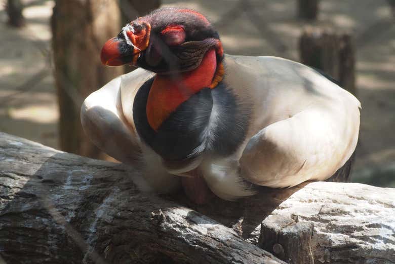 Urubu-rei descansando