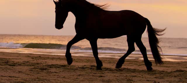 Paseo a caballo por la playa al atardecer + Cena