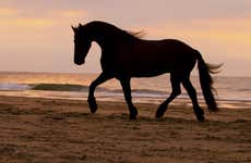 Paseo a caballo por la playa al atardecer + Cena