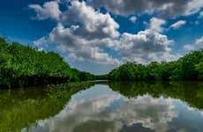Mangrove Tour of Cartagena