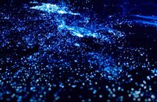 Visite autour du plancton bioluminescent + Club de plage à Baru