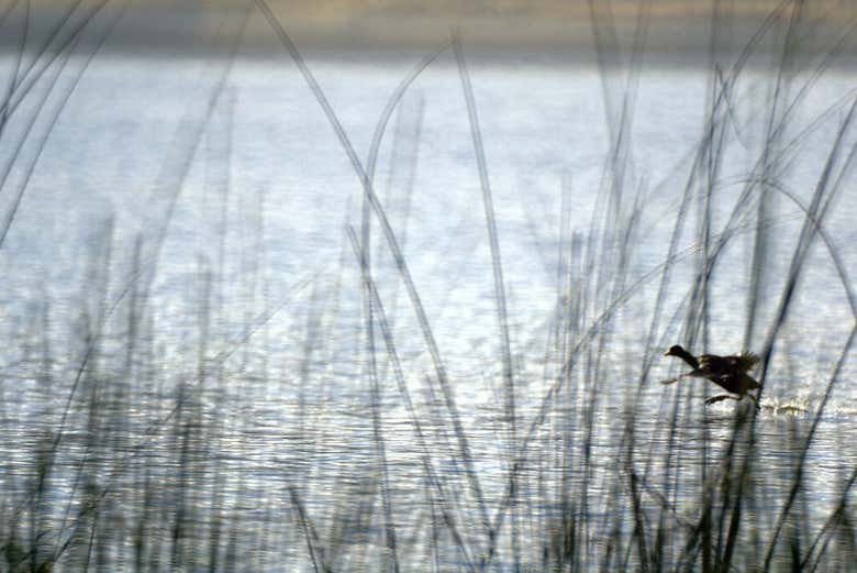 Fauna de la laguna de Suesca