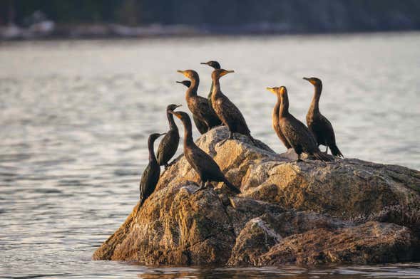 Avistamiento de aves en la Ciénaga Grande de Santa Marta