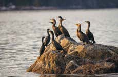 Avistamento de aves na Ciénaga Grande de Santa Marta