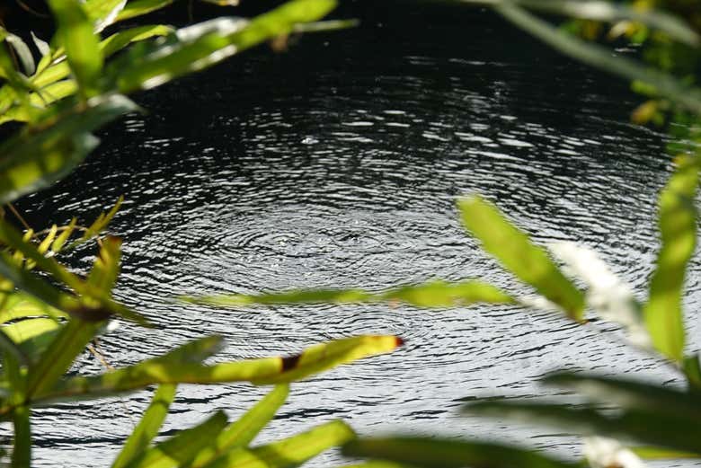 ¿Os apetece un chapuzón?